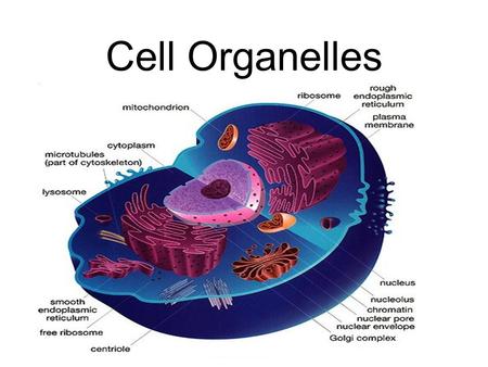 Cell Organelles.