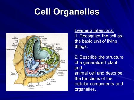 Cell Organelles Learning Intentions: 1. Recognize the cell as the basic unit of living things. 2. Describe the structure of a generalized plant and animal.