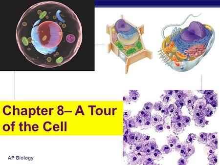 Chapter 8– A Tour of the Cell