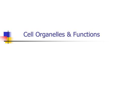 Cell Organelles & Functions. Cell Organelles Organelle= “little organ” Found only inside eukaryotic cells All the stuff in between the organelles is.
