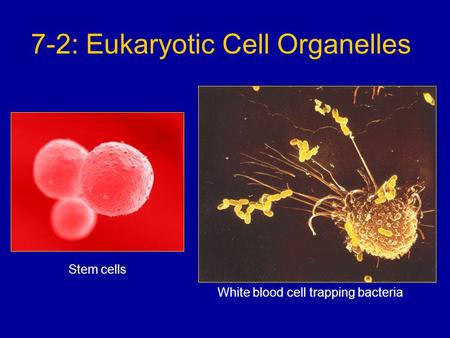 7-2: Eukaryotic Cell Organelles Stem cells White blood cell trapping bacteria.