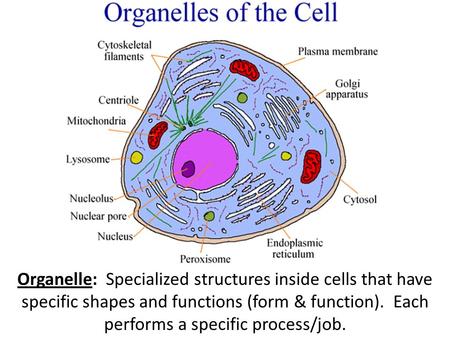 Organelle: Specialized structures inside cells that have specific shapes and functions (form & function). Each performs a specific process/job.