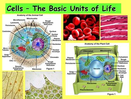 Cells – The Basic Units of Life