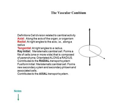The Vascular Cambium Definitions Cell division related to cambial activity Axial: Along the axis of the organ, or organism Radial: At right angles to.