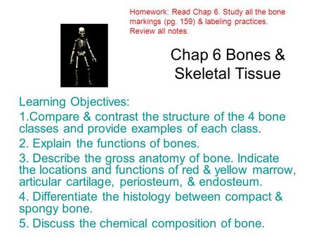 Chap 6 Bones & Skeletal Tissue Learning Objectives: 1.Compare & contrast the structure of the 4 bone classes and provide examples of each class. 2. Explain.