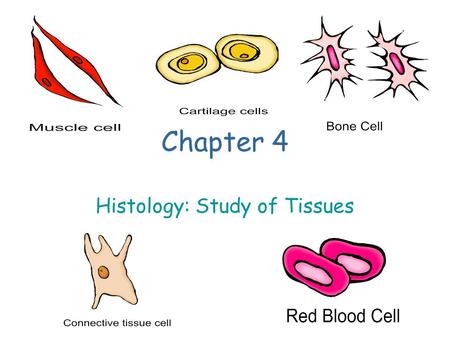 Chapter 4 Histology: Study of Tissues. TISSUE TYPES Epithelial Connective Muscle Nervous.