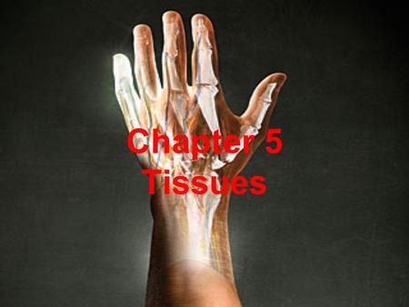 Chapter 5 Tissues. Intercellular Connections Individual cells connect to form tissues 3 ways: –Tight junctions- –Desmosome- adhesion between cells in.