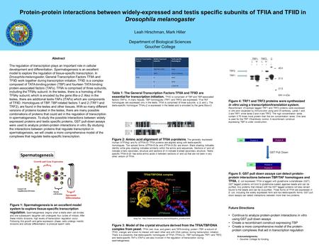 Protein-protein interactions between widely-expressed and testis specific subunits of TFIIA and TFIID in Drosophila melanogaster Leah Hirschman, Mark Hiller.