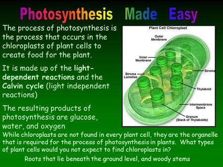 The process of photosynthesis is the process that occurs in the chloroplasts of plant cells to create food for the plant. It is made up of the light- dependent.
