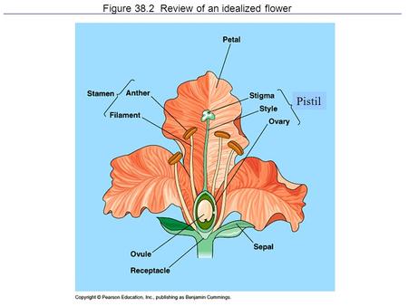 Figure 38.2 Review of an idealized flower Pistil.