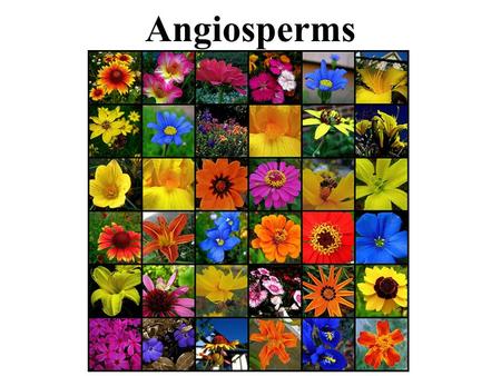 Angiosperms Group 3: Seed producing, Vascular Plants Type 2: Angiosperms (flowering plants) Flower = reproductive structure –A–Attract animals to help.