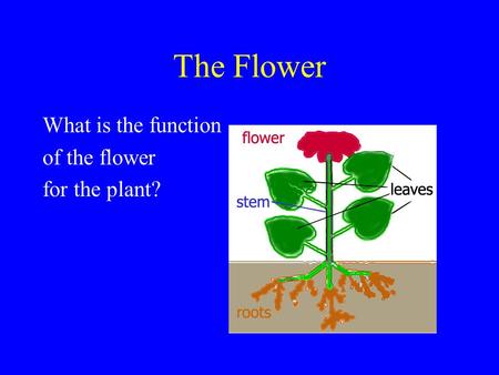 The Flower What is the function of the flower for the plant?