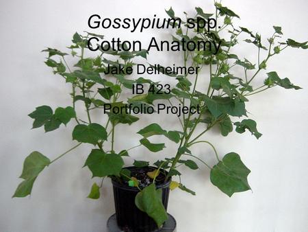Gossypium spp. Cotton Anatomy Jake Delheimer IB 423 Portfolio Project.