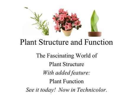 Plant Structure and Function The Fascinating World of Plant Structure With added feature: Plant Function See it today! Now in Technicolor.