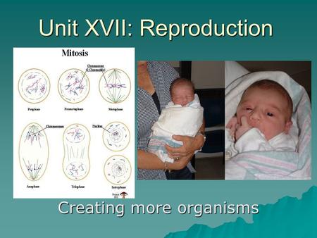 Unit XVII: Reproduction Creating more organisms. A. Asexual Reproduction 1. ________ and _____________ 2. Forms of Asexual Reproduction a) _____________________.