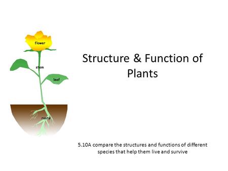 Structure & Function of Plants 5.10A compare the structures and functions of different species that help them live and survive.