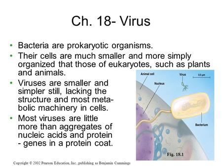 Bacteria are prokaryotic organisms. Their cells are much smaller and more simply organized that those of eukaryotes, such as plants and animals. Viruses.