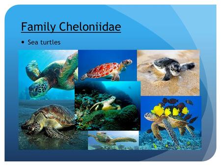 Family Cheloniidae Sea turtles.