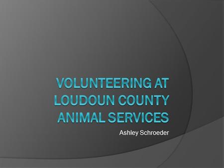 Ashley Schroeder. Starting off at the shelter  Before I could began volunteering I had to attend an orientation in which a behavioral specialist and.