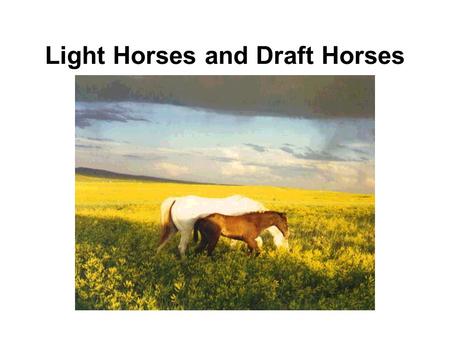 Light Horses and Draft Horses. Breeds of Light Horses Quarter Horse HKnown for athleticism and cow sense HOriginated in SW United States HNamed for the.