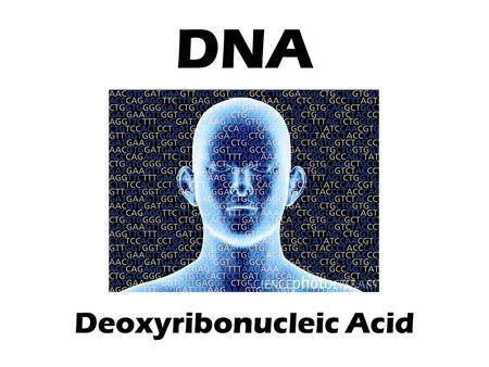 DNA Deoxyribonucleic Acid. The DNA Connection What have you learned about inheritance, DNA, and cell division up to this point? How do genes determine.