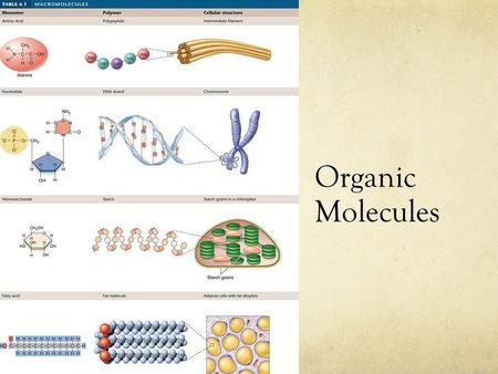 Organic Molecules. Overview of Vocabulary Organic molecules = made of carbon. Organic molecules are called polymers because they are made of many monomers.