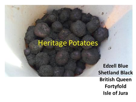 Heritage Potatoes Edzell Blue Shetland Black British Queen Fortyfold Isle of Jura.