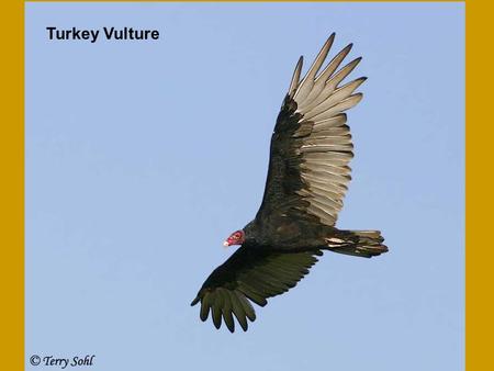 Turkey Vulture. Photo courtesy of Doug Backlund Turkey Vulture.