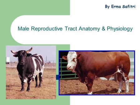 Male Reproductive Tract Anatomy & Physiology