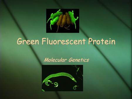 Green Fluorescent Protein Molecular Genetics. Green Fluorescent Protein  Green Fluorescent Protein (GFP) has existed for more than one hundred and sixty.