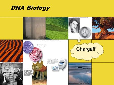 DNA Biology Copyright © The McGraw-Hill Companies, Inc. Permission required for reproduction or display. Chargaff.