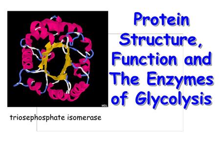Protein Structure, Function and The Enzymes of Glycolysis