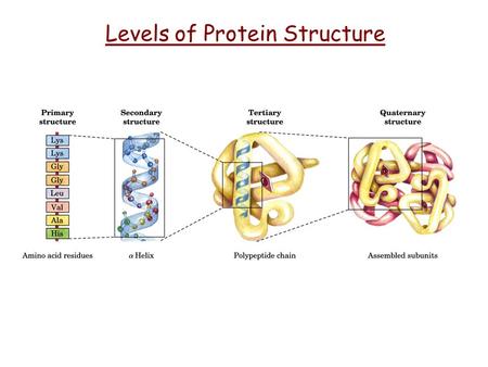 Levels of Protein Structure