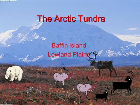 Baffin Island Lowland Plains