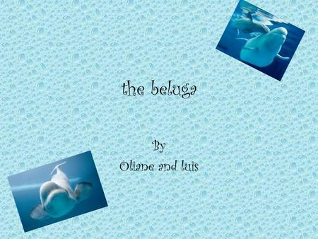 The beluga By Oliane and luis. Animal's n beluga The beluga, or white whale, is one of the smallest species of whale. Young belugas are called calves.