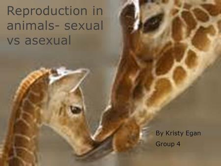 Reproduction in animals- sexual vs asexual By Kristy Egan Group 4.