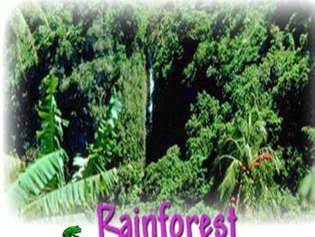 Rain forest Life in the Rainforest In the rainforest there’s lots of life. In this slide show I well be showing you vegetation and animal life throughout.