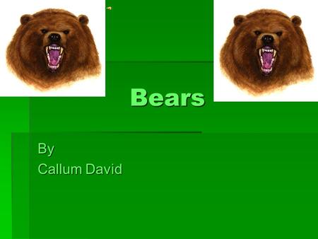 Bears By Callum David.