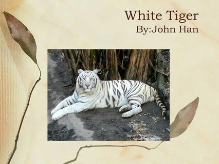 White Tiger By:John Han