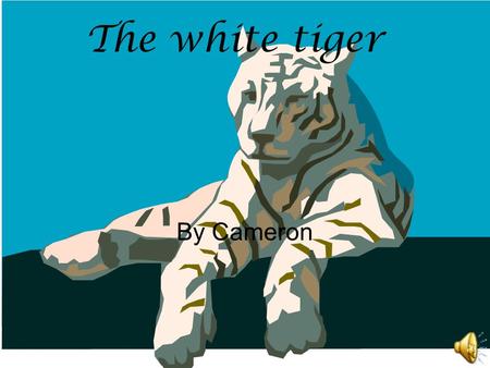The white tiger By Cameron The physical traits of a tiger The paws help it pounce on its PREY. The claws of a tiger help it hunt its prey.