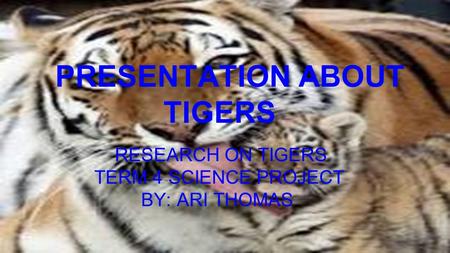RESEARCH ON TIGERS TERM 4 SCIENCE PROJECT BY: ARI THOMAS PRESENTATION ABOUT TIGERS.