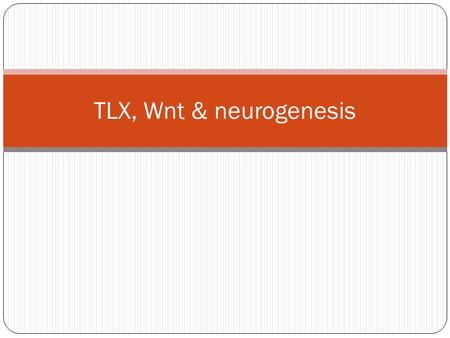 TLX, Wnt & neurogenesis.