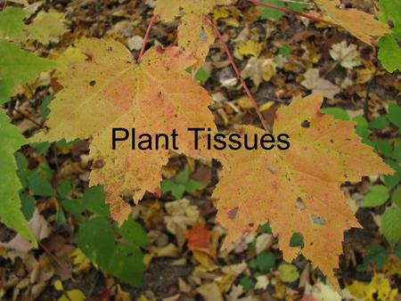 Plant Tissues. Plant Tissues & Organs Cells of a vascular plant are organized into different tissues and organs Three major organs are: roots, stems,