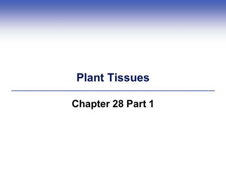 Plant Tissues Chapter 28 Part 1.
