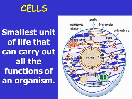 CELLS Smallest unit of life that can carry out all the functions of an organism.