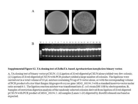 Supplemental Figure S2. TA cloning test of ZeBaTA-based Agrobacterium tumefaciens binary vector. A, TA cloning test of binary vector pCXUN. (1) Ligation.