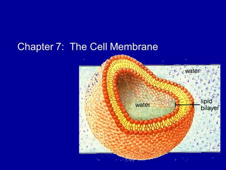 Chapter 7: The Cell Membrane. Overview: Life at the Edge Plasma membrane- the boundary that separates the living cell from its surroundings The plasma.