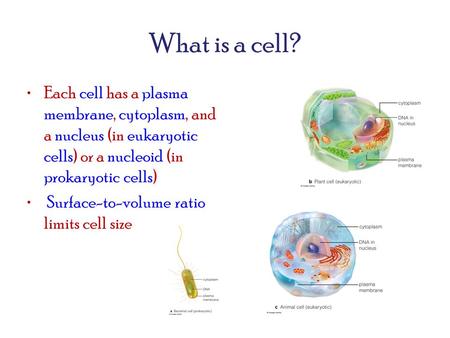What is a cell? Each cell has a plasma membrane, cytoplasm, and a nucleus (in eukaryotic cells) or a nucleoid (in prokaryotic cells) Surface-to-volume.