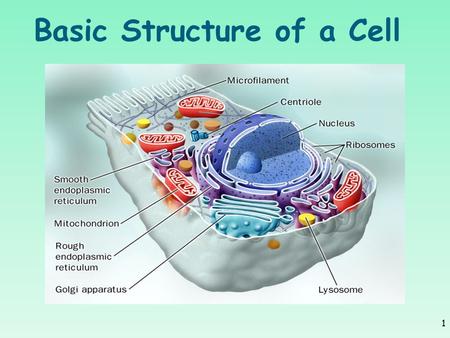 Basic Structure of a Cell