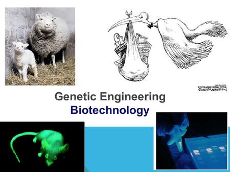 Genetic Engineering Biotechnology HISTORY OF GENETIC ENGINEERING Before technology, humans were using the process of selective breeding to produce the.